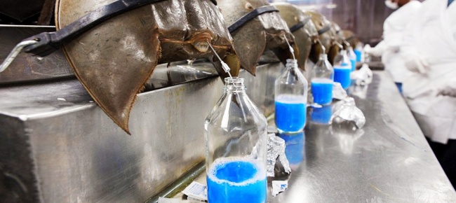 1647355149796092144.jpg the-7-most-expensive-liquids-on-the-planet-the-most-expensive-scorpion-venom-2133-billion-vnd-liter-picture-3-40Y10hbFS.jpg