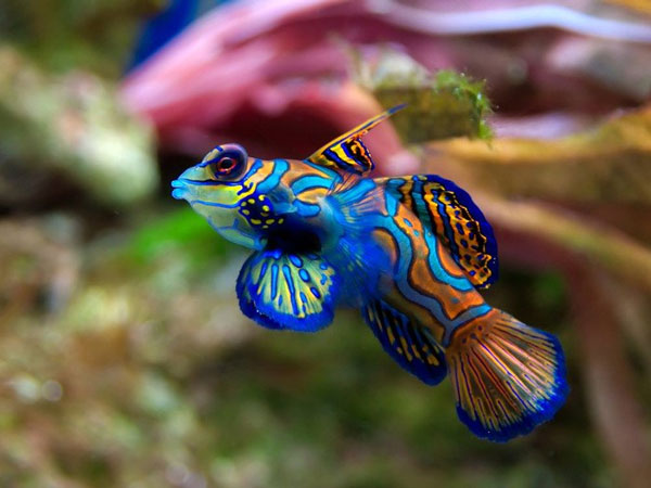1649695541838054797.jpg 10-most-beautiful-animals-in-the-world-picture-1-sZfLmaBS2.jpg